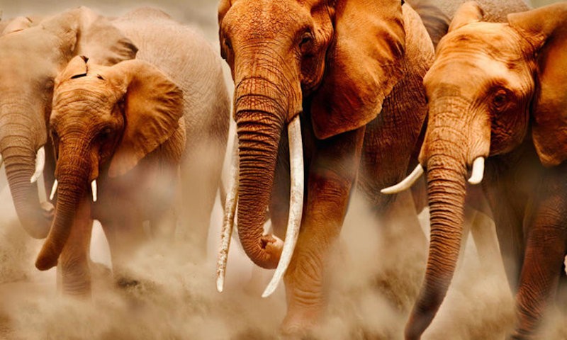 ullam-occaecati-id-deserunt-eum-asperiores