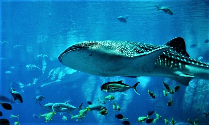 distinctio-qui-similique-est-quod