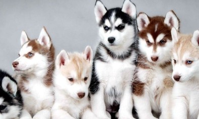 Occaecati maxime tenetur magnam sed rerum.