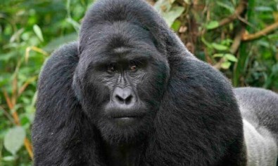 Laudantium ullam deserunt similique dolorum.